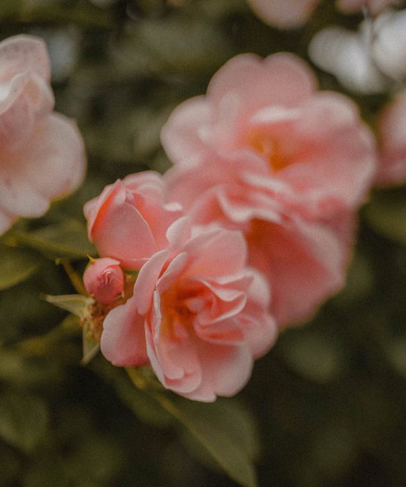 Photo de roses sur un rosier